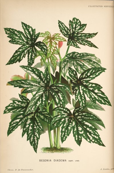 Begonia diadema da Linden